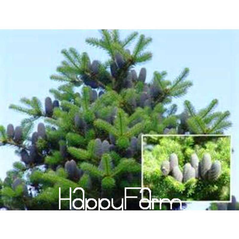 Korean Fir Seeds - Rare Purple Abies Koreana Bonsai for DIY Home Garden Planting