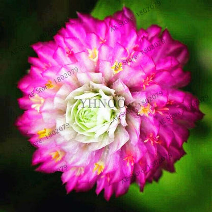 Rare Mini Gomphrena Globosa Seeds - Vibrant Perennial Flowers for Garden & Bonsai