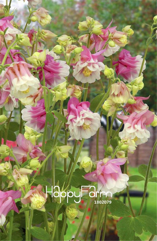 Aquilegia Pink Petticoat Flower Seeds - Easy to Grow Bonsai Plants for Home Garden