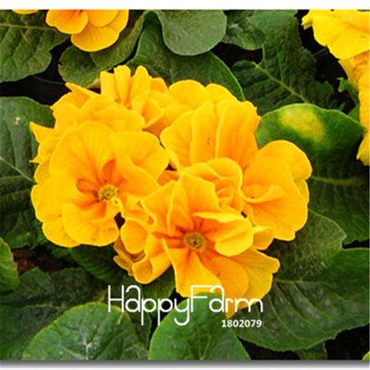 Rare Primrose Seeds (Primula malacoides) - Europe Bonsai Flower Seeds for Home Garden & Outdoor Planting