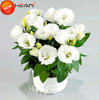 7 Color Lisianthus Seeds - Perennial Flowering Plants for Pots, Gardens | Eustoma Seeds