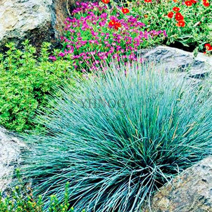 Blue Fescue Grass Seeds - Drought Tolerant, Perennial, DIY Home & Bonsai - Festuca Glauca