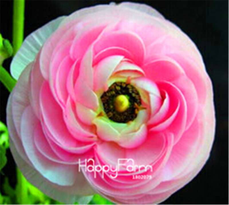 Ranunculus Asiaticus Bonsai Flower Seeds - DIY Home Garden Planting Kit