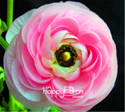 Ranunculus Asiaticus Bonsai Flower Seeds - DIY Home Garden Planting Kit
