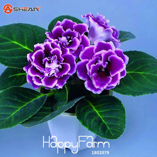 9-Color Gloxinia Seeds - Perennial Bonsai Flowers for Balcony - Vibrant & Easy to Grow