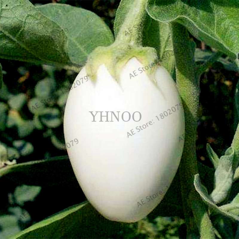 Organic White Tomato Seeds - Non-GMO, Heirloom Vegetable Seeds for Home Garden Planting