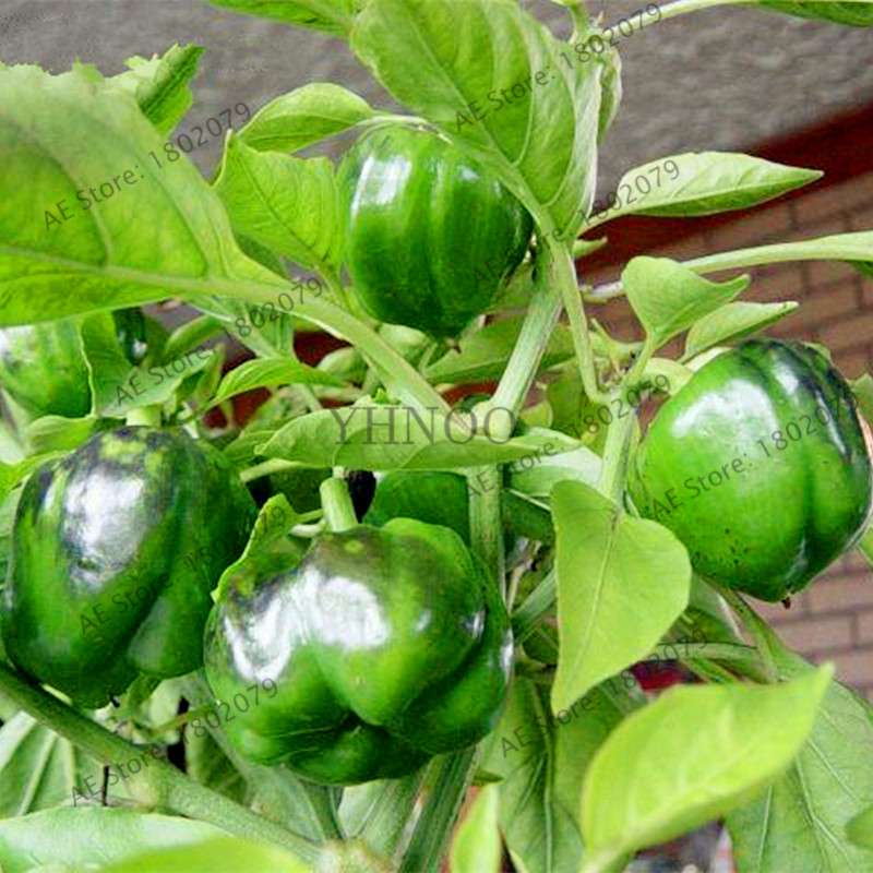 Spicy Chili Pepper Bonsai Seeds - Edible, Ornamental, Perennial Plant for Home & Garden