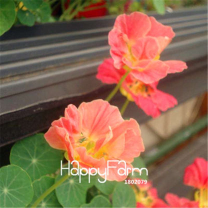 Rare Hanging Nasturtium Seeds - Vibrant Climbing Flowers for Garden & Containers