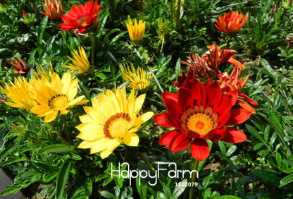 Vibrant Gazania Flower Seeds - Multicolor Mix for Stunning Blooms | Easy to Grow