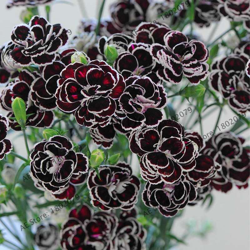 Blackjack Carnation Seeds - Rare Hardy Perennial Dianthus, - Easy to Grow Garden Flowers