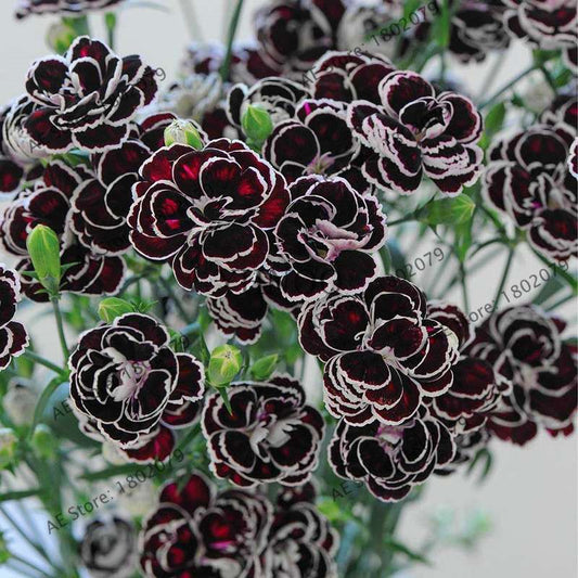 Blackjack Carnation Seeds - Rare Hardy Perennial Dianthus, - Easy to Grow Garden Flowers