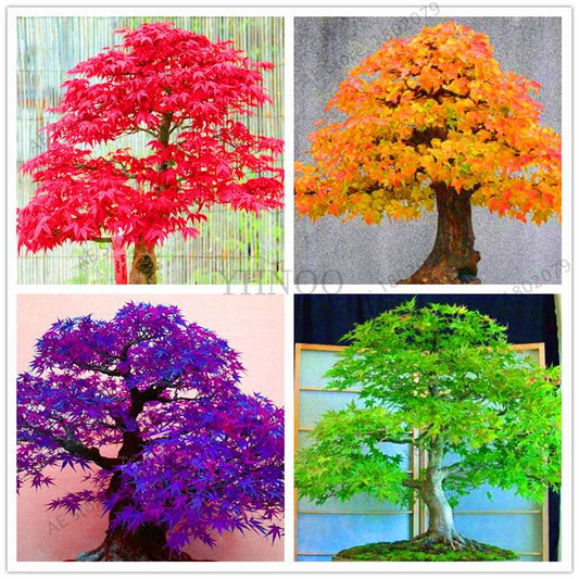 Premium Japanese Red Maple Bonsai Seeds - Gorgeous Indoor Home Tree - Fast US Shipping