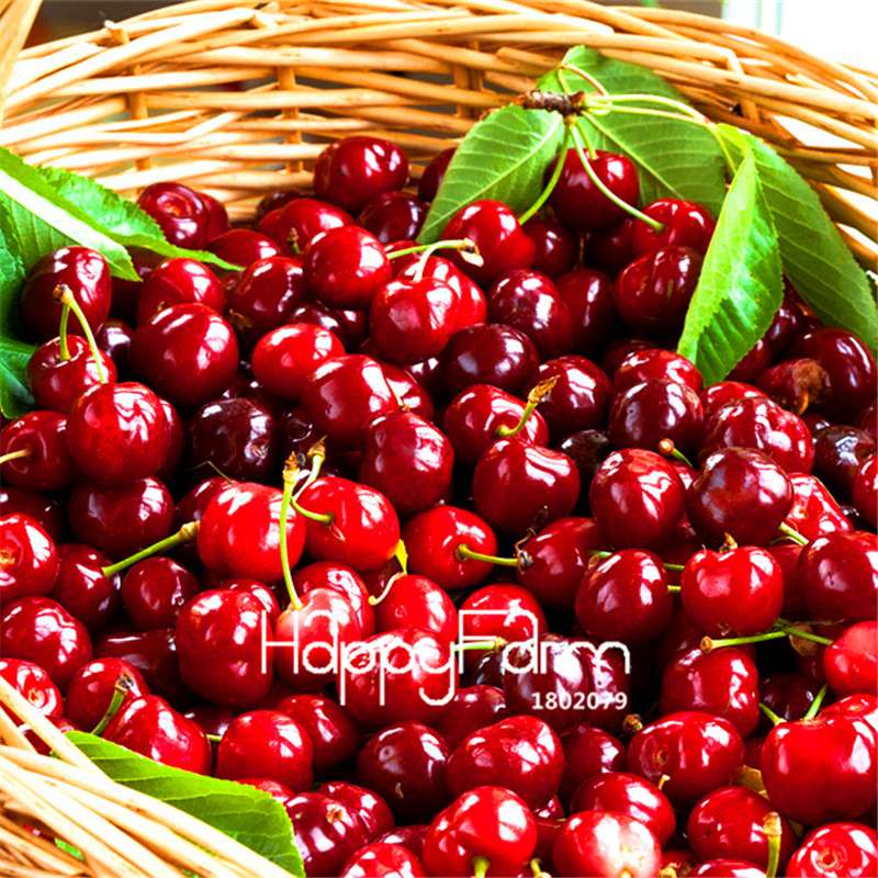 Cherry Bonsai Tree Seeds for Planting - DIY Home Garden Decor, Fruit Seeds for Potted Plants