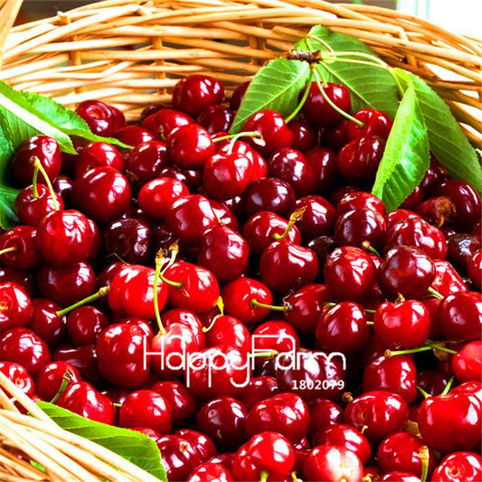 Cherry Bonsai Tree Seeds for Planting - DIY Home Garden Decor, Fruit Seeds for Potted Plants