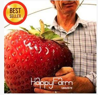 Giant Strawberry Seeds - Sweet, Fragrant & Juicy, - Rare Four Seasons Variety for Home Garden