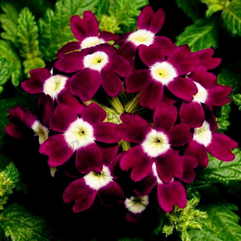 Mixed Color Verbena Hybrida Seeds - Easy to Grow Bonsai Flowers for Home & Garden Planting