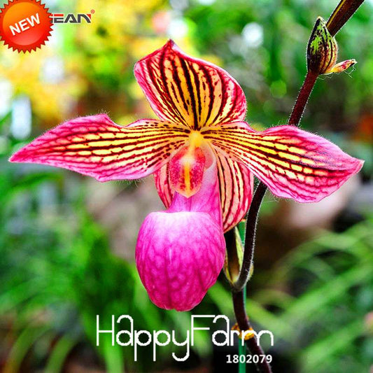 18 Color Orchid Seeds - Cypripedium & Paphiopedilum Bonsai Flower Seeds, Exotic Home Garden Planting