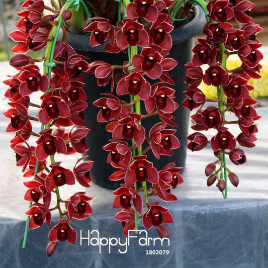 Dark Red Cymbidium Orchid Seeds - Exotic Indoor Potted Flowers, Easy to Grow, Premium Quality