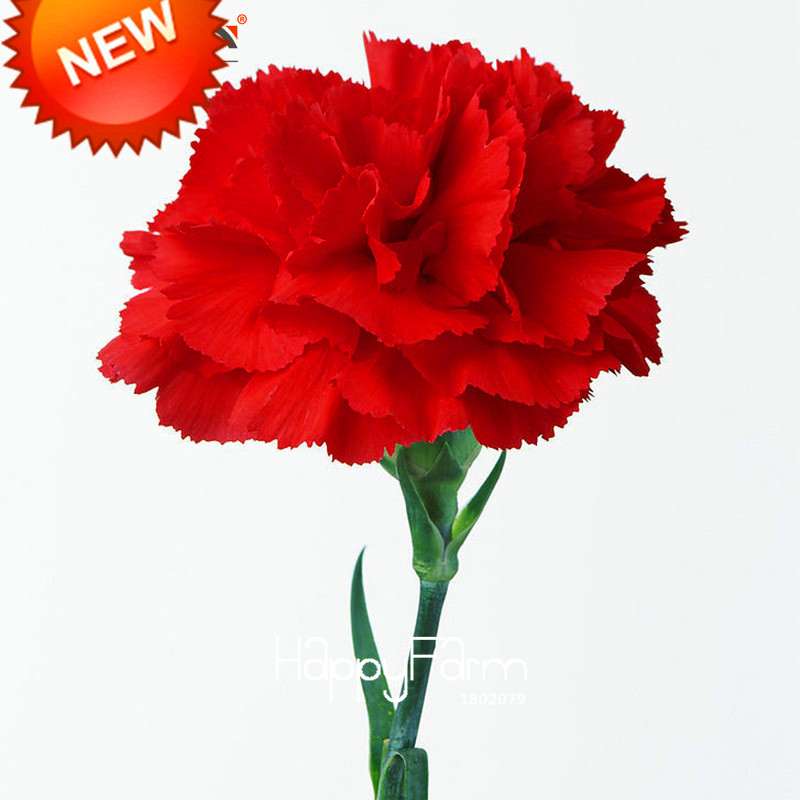 Big Red Carnation Seeds - for Balcony, Potted & Garden - Dianthus Caryophyllus Flowers