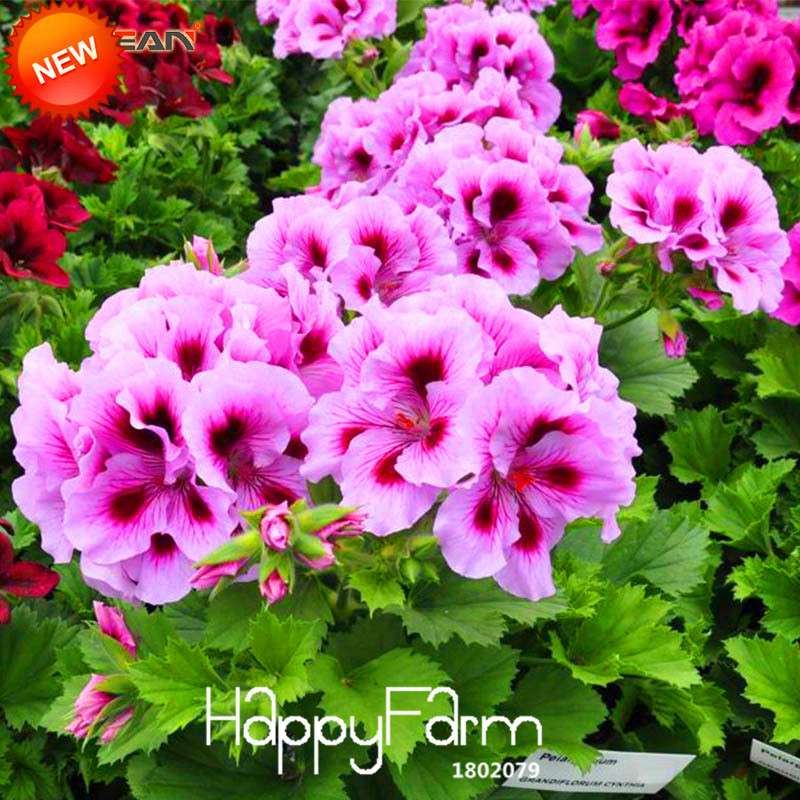 Geranium Seeds - Perennial Pelargonium Peltatum, Indoor Flower Planting, Easy-Grow Houseplant Seeds