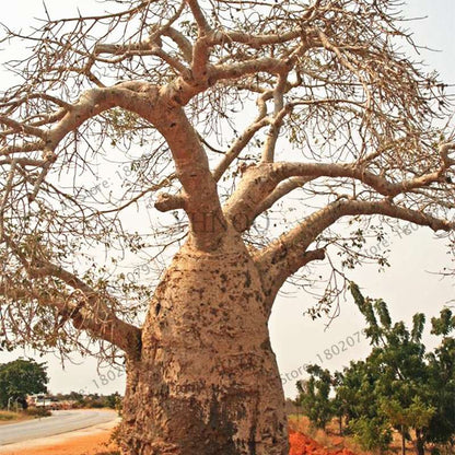 Rare Australian Baobab Tree Seeds - Giant Crown, Unique Boba Trees, Fast US Shipping