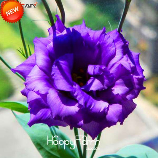 Purple Eustoma Seeds - Grow Beautiful Lisianthus Flowers for Home Garden | Perennial DIY Planting