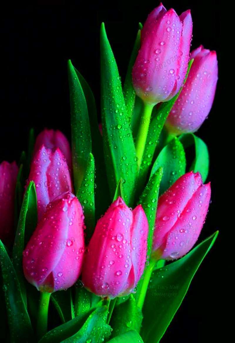 Rare Tulip Seeds - Beautiful Perennial Bonsai Flowers for Home & Garden Planting
