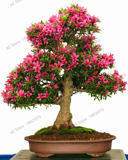 Rare Azalea Bonsai Seeds - DIY Home Garden Plants, Sakura-Like Blooms - Grow Japanese Cherry Flowers