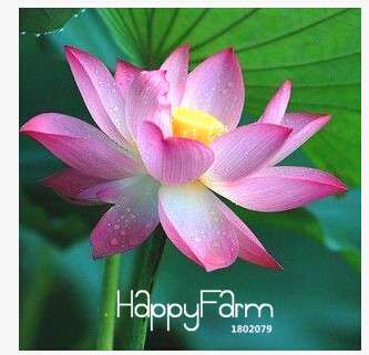 Affordable Water Lily Seeds for Bonsai & Balcony - Easy-Grow Potted Flowers