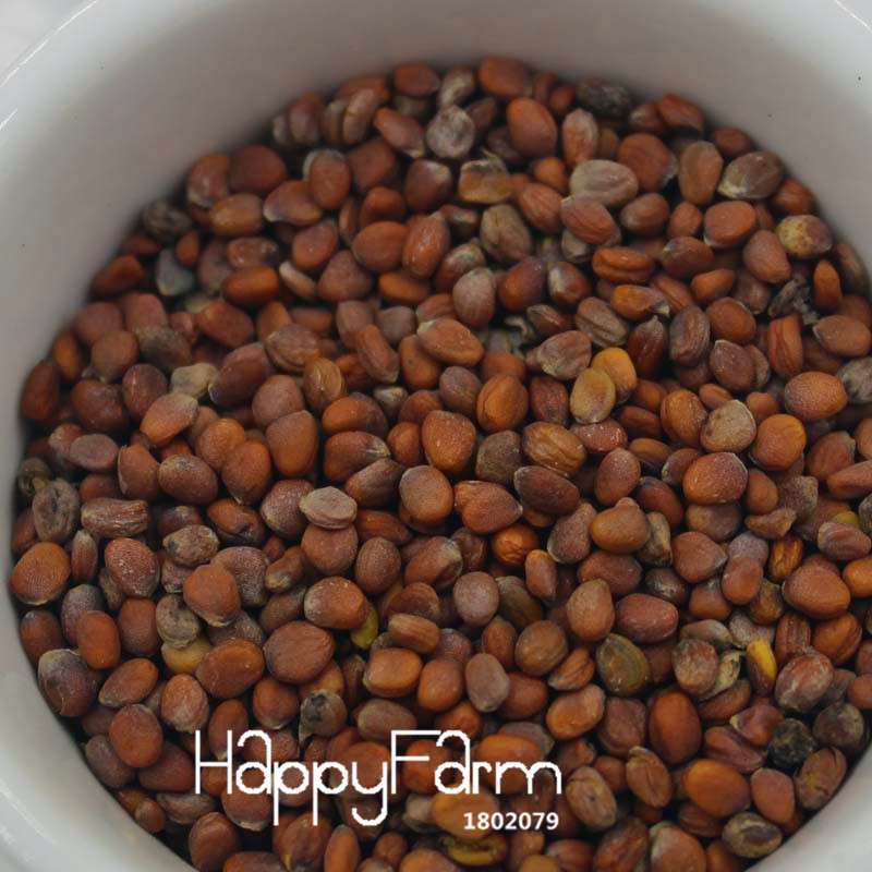 11 Types Radish Seeds for Planting - Non-GMO, - Grow Fresh Garden Vegetables