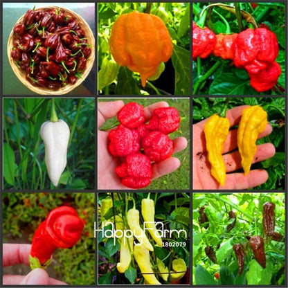 16 Hot Chili Pepper Varieties, Non-GMO Vegetable Seeds for Home Garden & Happy Farm