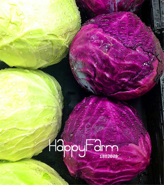 Early Red Acre Heirloom Cabbage Seeds | Non-GMO, Organic Vegetable Seeds for Planting - USA Garden