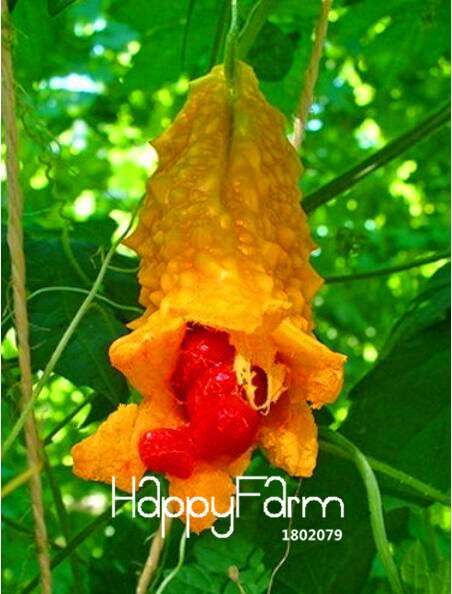Bitter Gourd Seeds - Organic Momordica Charantia for Home Garden Planting