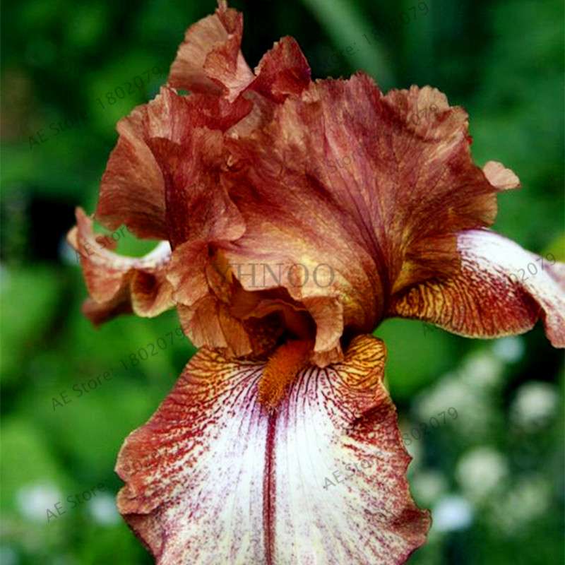 Mixed Color Bearded Iris Seeds - Rare Orchid-Like Flowers for Garden Planting, DIY Home Gardening