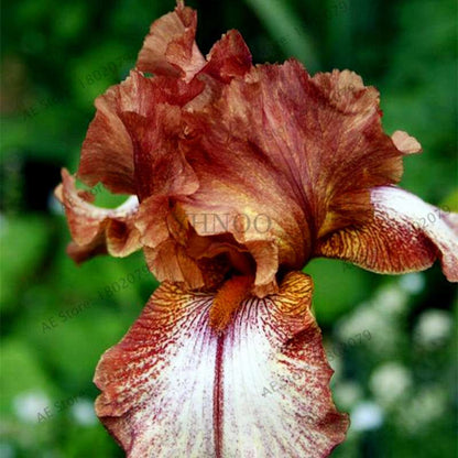 Mixed Color Bearded Iris Seeds - Rare Orchid-Like Flowers for Garden Planting, DIY Home Gardening