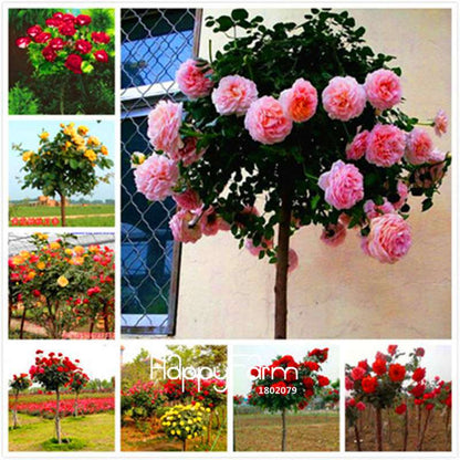 Rare Rosa Chinensis Seeds - Fresh Dendroidal Rose Tree Seeds for Planting, Exotic Flower Garden