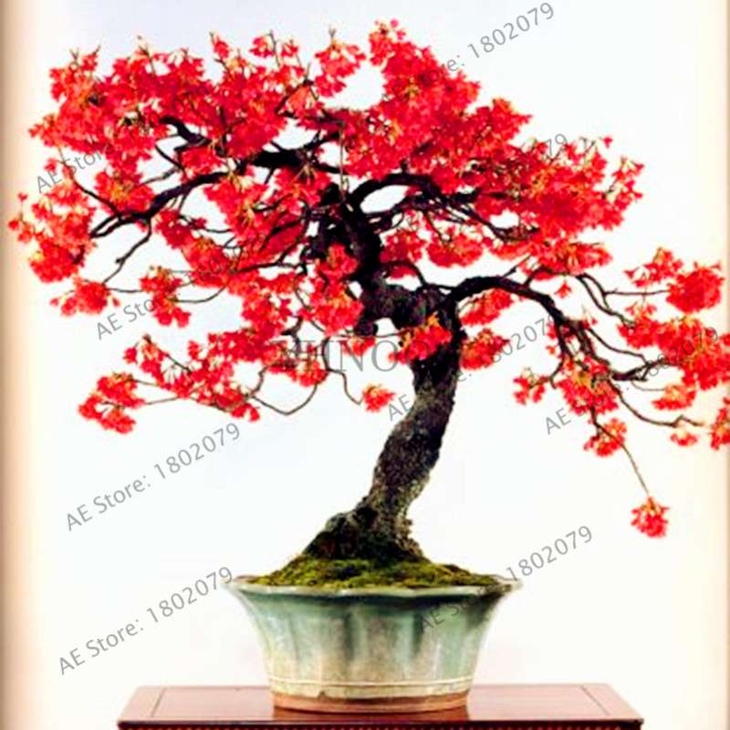 Japanese Sakura Seeds - Grow Beautiful Cherry Blossom Bonsai Trees for Garden & Pots | Fast Blooming