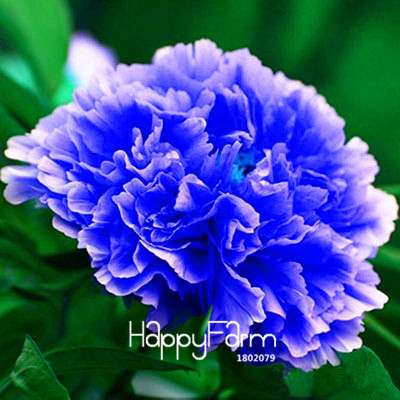 Yellow Peony Seeds for Planting - Potted Bonsai Flower Seeds for Home Garden