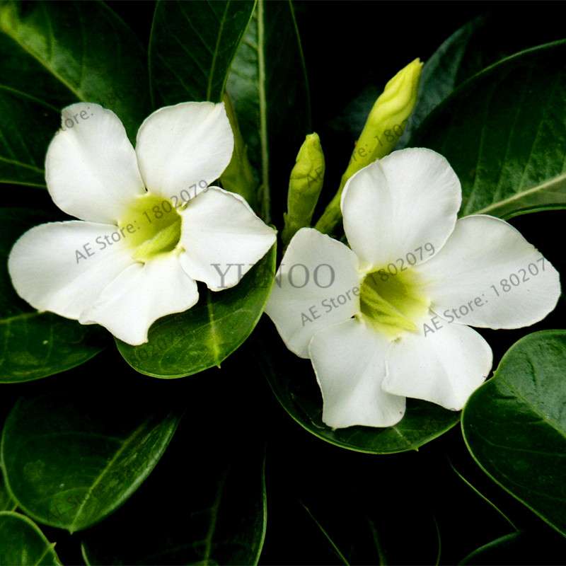 Mixed Color Desert Rose Seeds - Easy to Grow Bonsai Flower for Home Garden Planting