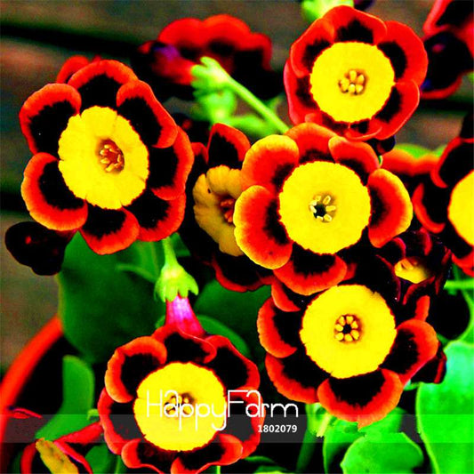 Tri-Color Rare Petunia Flower Seeds - Vibrant Blooms & Frosted Edges, Fast-Growing Annual Garden Seeds