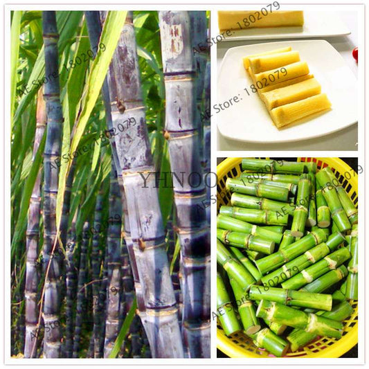 2025 New Sugar Cane Seeds - for Home Garden, Medicinal & Vitamin-Rich Planting (Non-GMO)