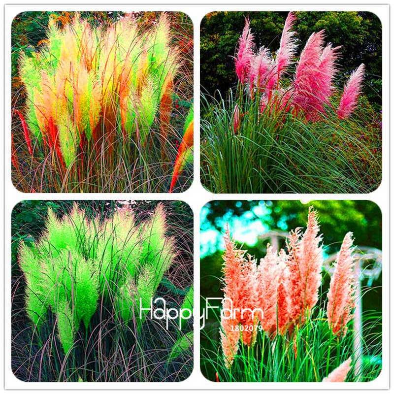 Pampas Grass Seeds - Beautiful Cortaderia for Home Garden Planting | Fast-Growing Flower Seeds