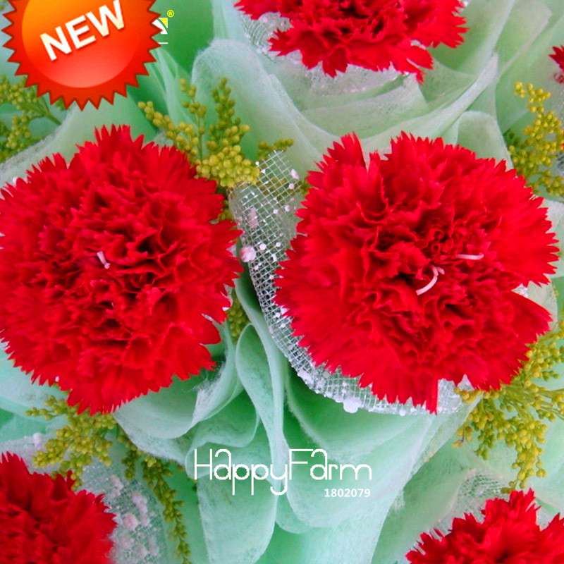 Big Red Carnation Seeds - for Balcony, Potted & Garden - Dianthus Caryophyllus Flowers