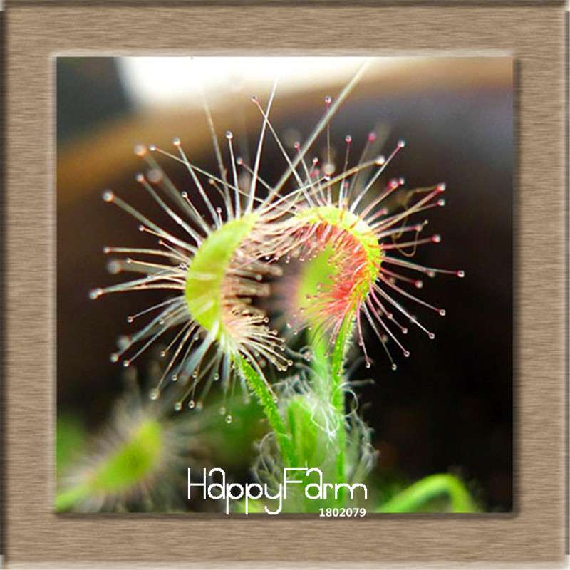 Sundew Seeds - Carnivorous Plant for Bonsai & Garden | Easy-Grow Potted Houseplant
