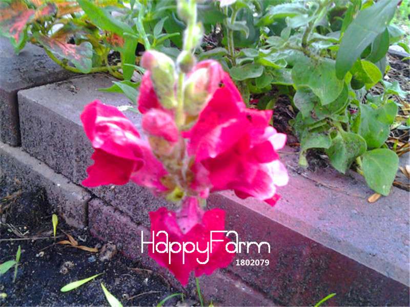 Snap Dragon Seeds for Home Garden - Fire Cracker Bonsai Flower Seeds, Indoor/Outdoor Planting