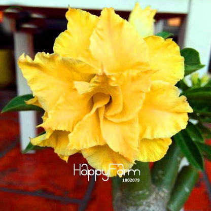 Unique Yellow Desert Rose Seeds - Exotic Adenium Flower for Balcony & Potted Plants
