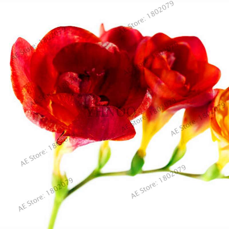 Freesia Seeds - Colorful Fragrant Flowers for Home Garden Planting