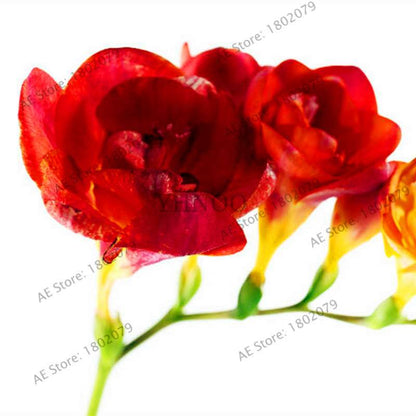 Freesia Seeds - Colorful Fragrant Flowers for Home Garden Planting