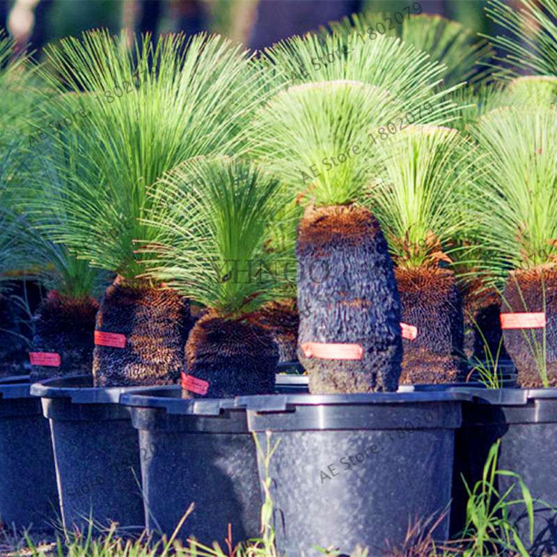 Rare Australian Grass Tree Seeds - Unique Bonsai & Ornamental Plant for Home & Garden | Fast Shipping