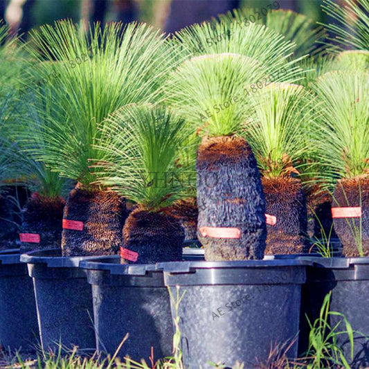 Rare Australian Grass Tree Seeds - Unique Bonsai & Ornamental Plant for Home & Garden | Fast Shipping